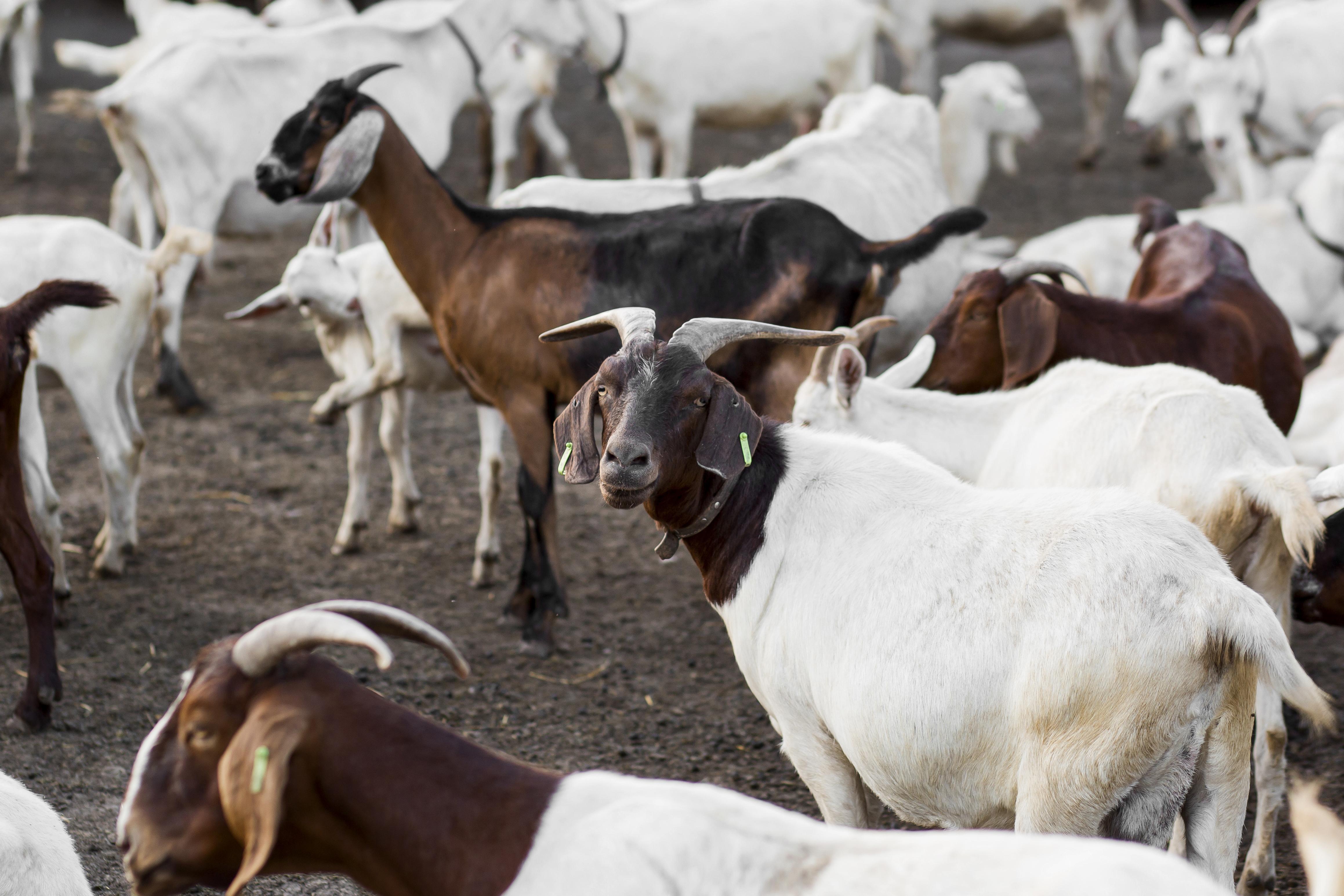 You are welcome to the Kibaha goats auction